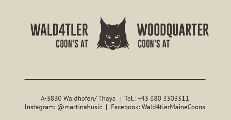 Mit Katzen zu trainieren ist ganz einfach, innerhalb weniger Tage haben sie dir alles Wichtige beigebracht